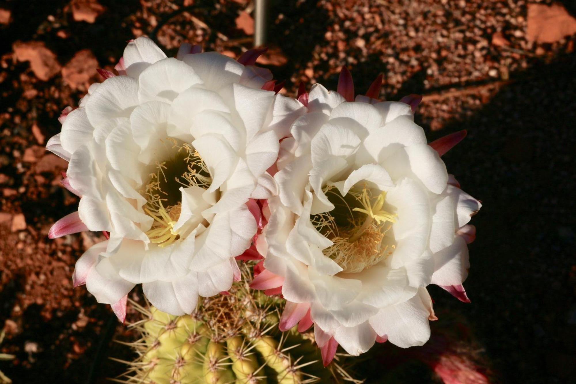Cathedral Casita At Sedona Cathedral Hideaway Llc Villa ภายนอก รูปภาพ